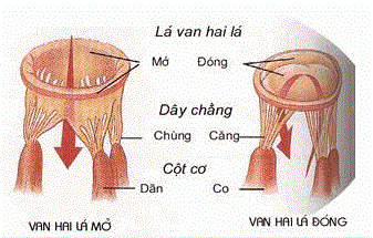 dinhduonghoc.com - cấu tạo và chức năng của tim người