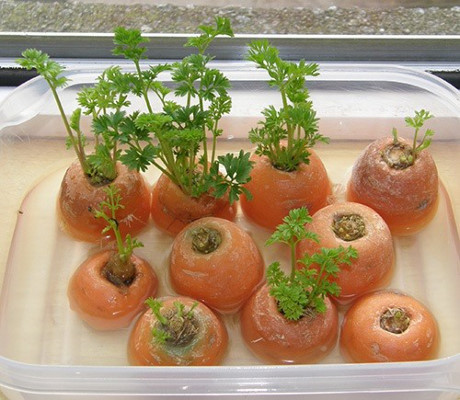 dinhduonghoc.com - cách trồng rau củ tại nhà