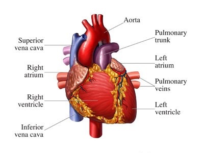 dinhduonghoc.com - cấu tạo và chức năng của tim người