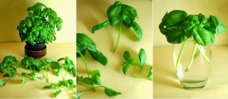 dinhduonghoc.com - cách trồng rau củ tại nhà
