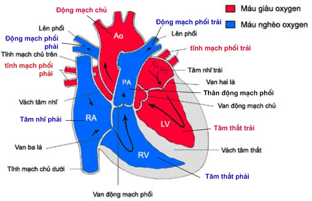 dinhduonghoc.com - cấu tạo và chức năng của tim người