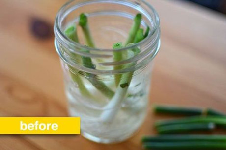 dinhduonghoc.com - cách trồng rau củ tại nhà