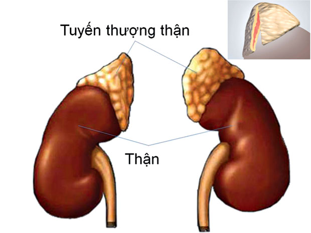 dinhduonghoc.com - tuyen thuong than
